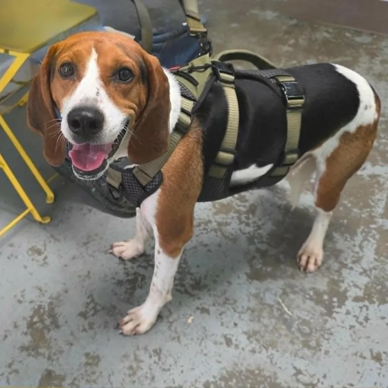 An adult medium-sized male White / Cream Hound dog named Major Mator for adoption in Falls Church, VA