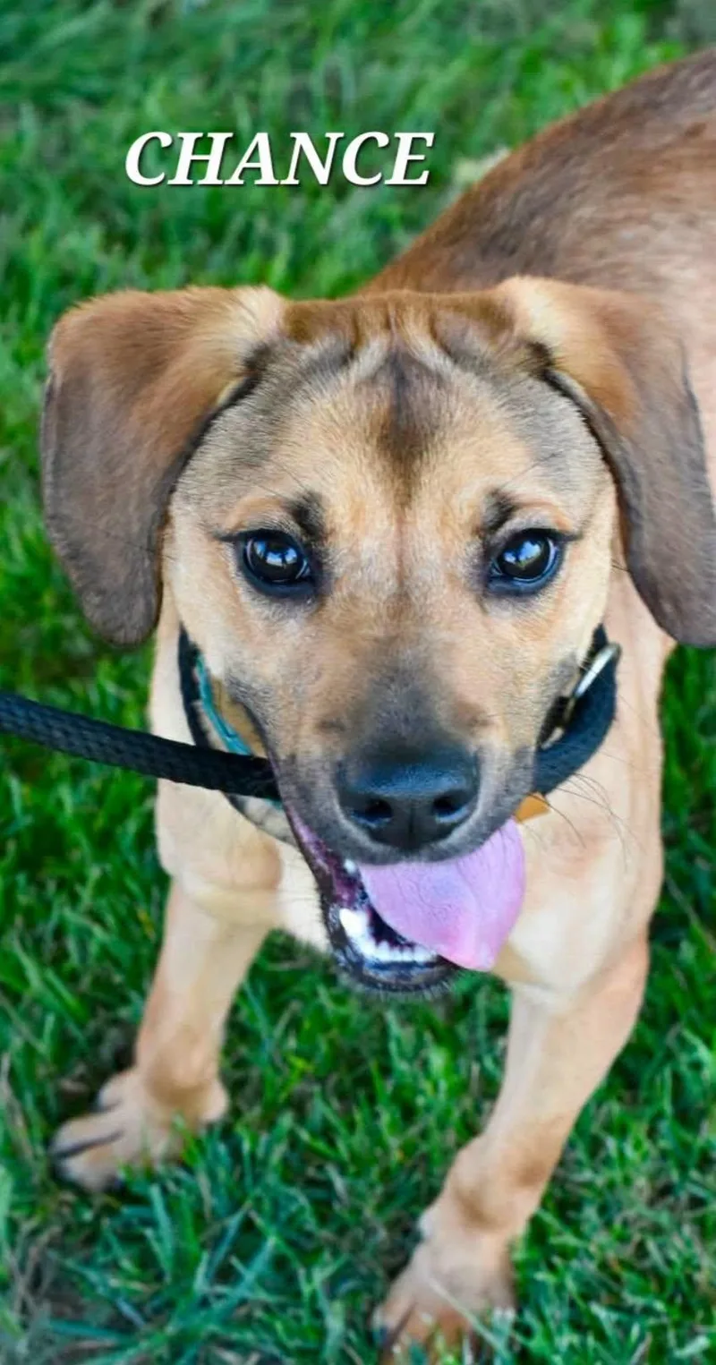 A young medium-sized male Yellow / Tan / Blond / Fawn Mixed Breed dog named Chance for adoption in Bowling Green, OH