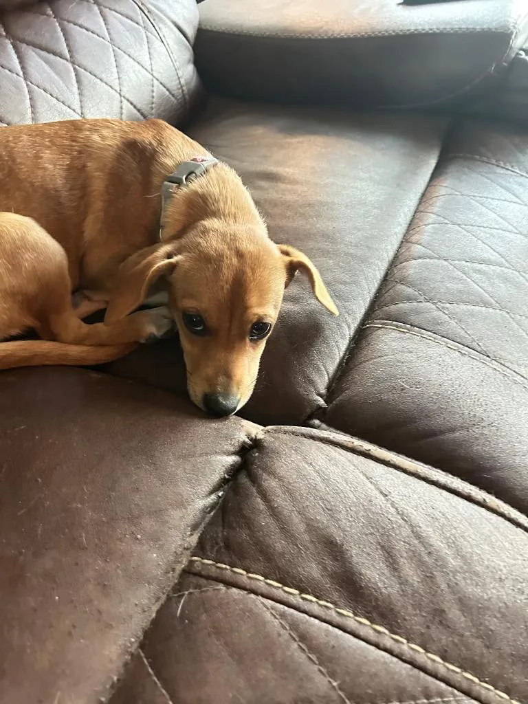 A baby medium-sized female Chihuahua dog named Jill for adoption in Pocatello, ID