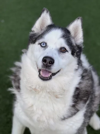 Bellatrix