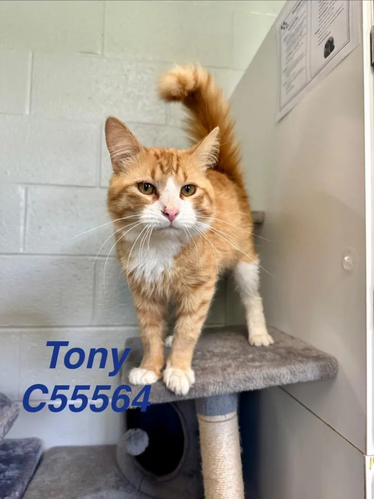 A young medium-sized male Domestic Medium Hair cat named Tony for adoption in Clarksville, TN