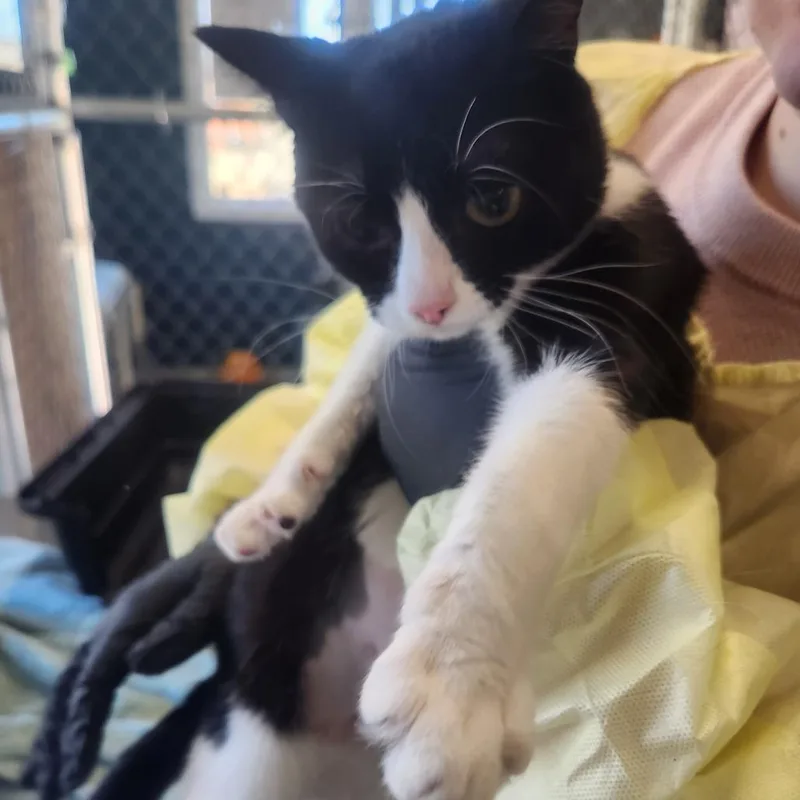 An adult medium-sized female Black Domestic Short Hair cat named Citrus for adoption in Pullman, WA