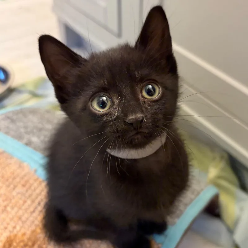 A baby small-sized female Black Domestic Short Hair cat named Triceratops for adoption in Brownsboro, AL