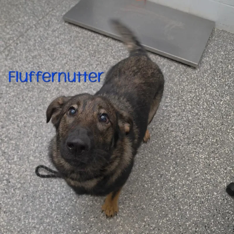 A young large-sized female German Shepherd Dog dog named Fluffernutter for adoption in Parkersburg, WV