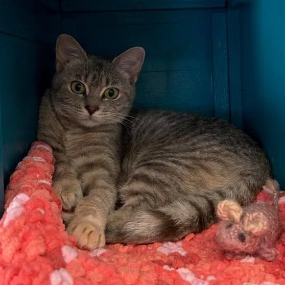 An adult large-sized female Brown / Chocolate Domestic Short Hair cat named Angora for adoption in PITTSBURGH, PA