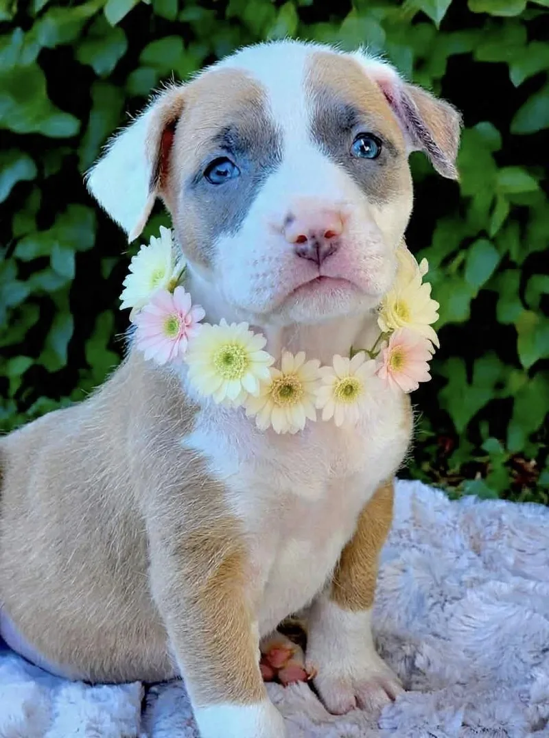 A baby medium-sized female Gray / Blue / Silver American Staffordshire Terrier dog named Cappuccino for adoption in Corona Del Mar, CA