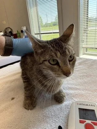An adult large-sized female Domestic Short Hair cat named Terra for adoption in Lafayette, IN