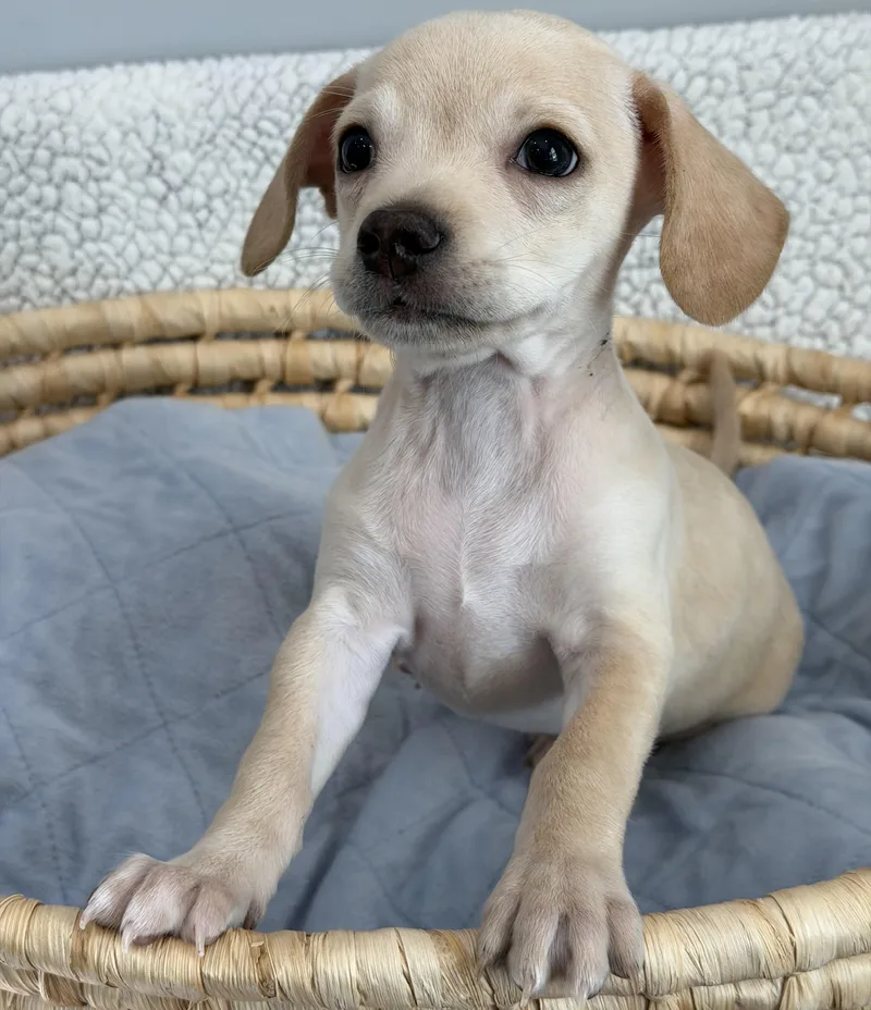 A baby small-sized male Yellow / Tan / Blond / Fawn Beagle dog named Goose for adoption in Lawrenceville, GA