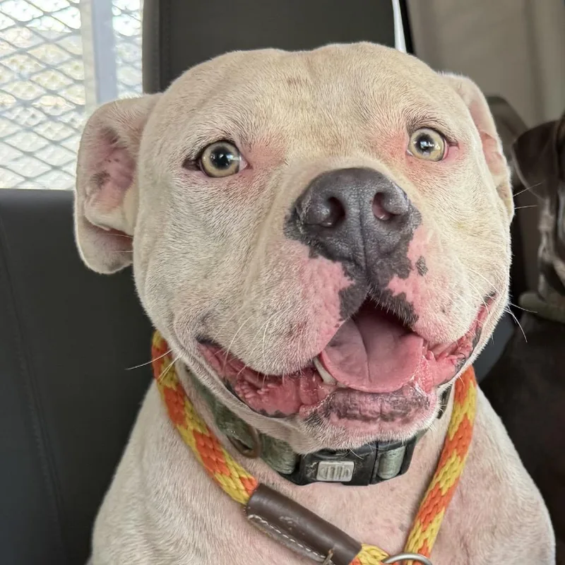 An adult medium-sized male White / Cream American Bulldog dog named Sanford for adoption in Jacksonville, AR