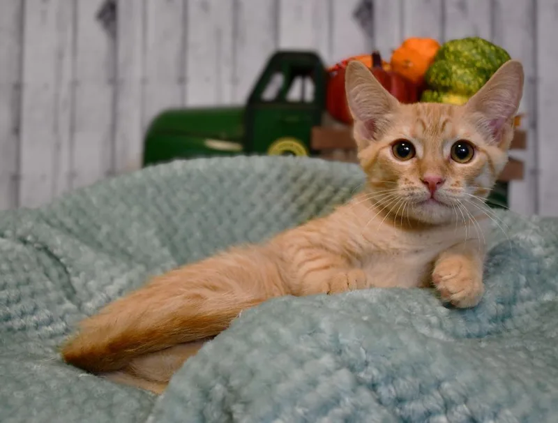A baby medium-sized male Domestic Short Hair cat named Justin for adoption in Roanoke, TX