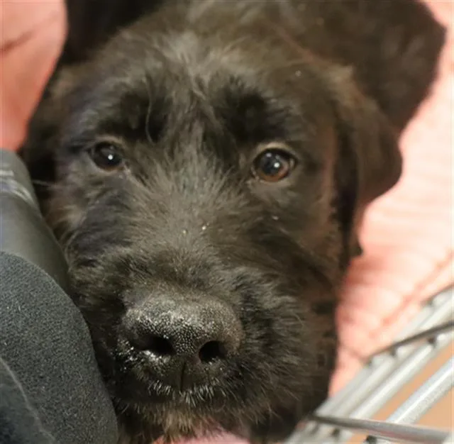 A young medium-sized male Mixed Breed dog named Sprocket for adoption in Columbia, SC