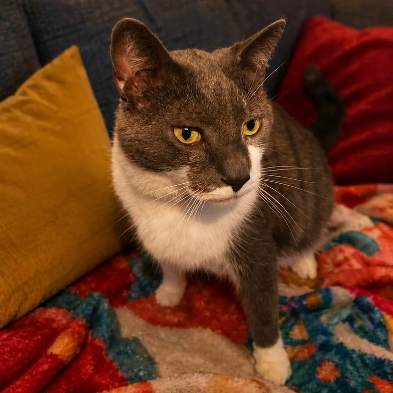 A senior extra large-sized male Gray & White Domestic Short Hair cat named Boyd for adoption in Lemoyne, PA