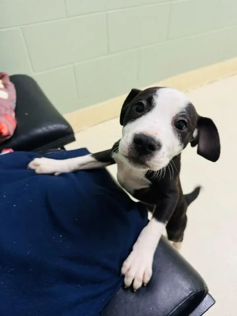 A baby small-sized male Terrier dog named Floyd for adoption in Kalamazoo, MI