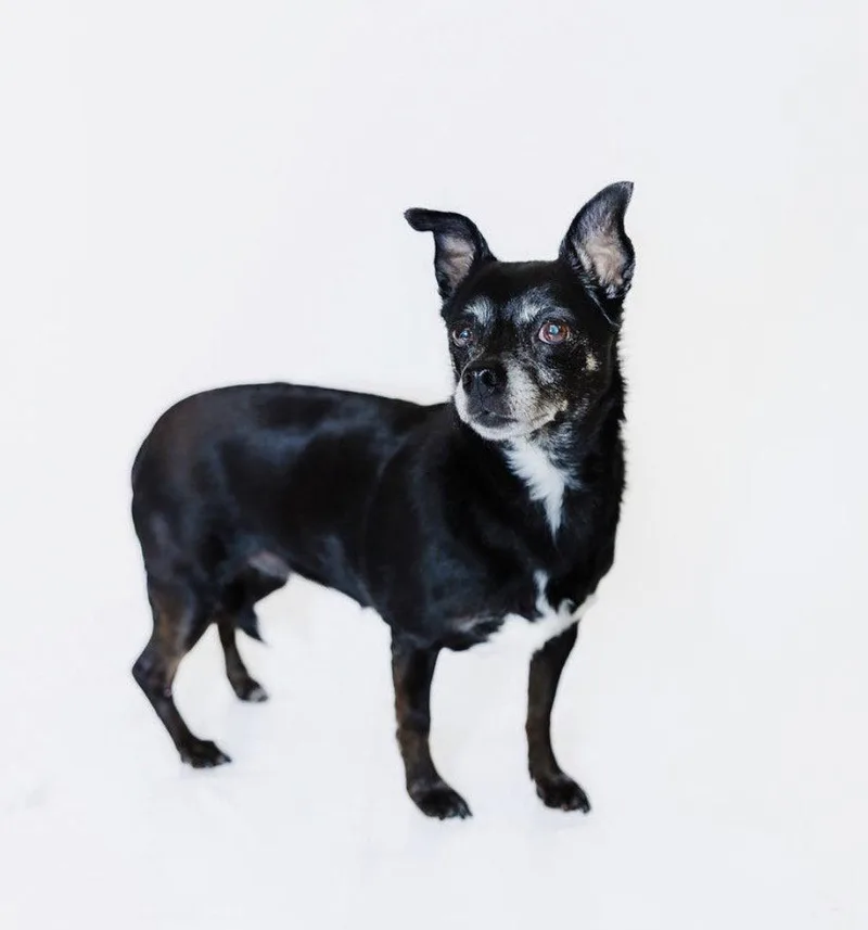 A young medium-sized female Chihuahua dog named Allie and Tara for adoption in York, SC