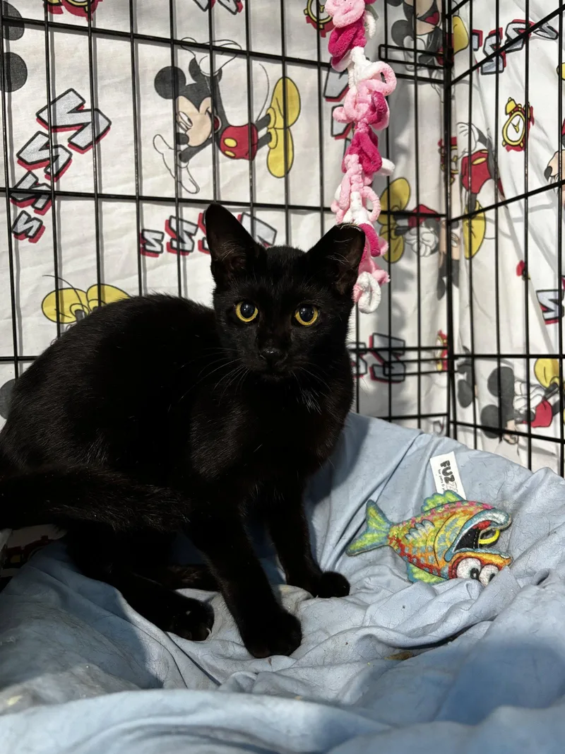 A young medium-sized male Black Domestic Short Hair cat named Froggy for adoption in Tampa, FL