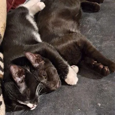 Ollie And Rudy thumbnail 2