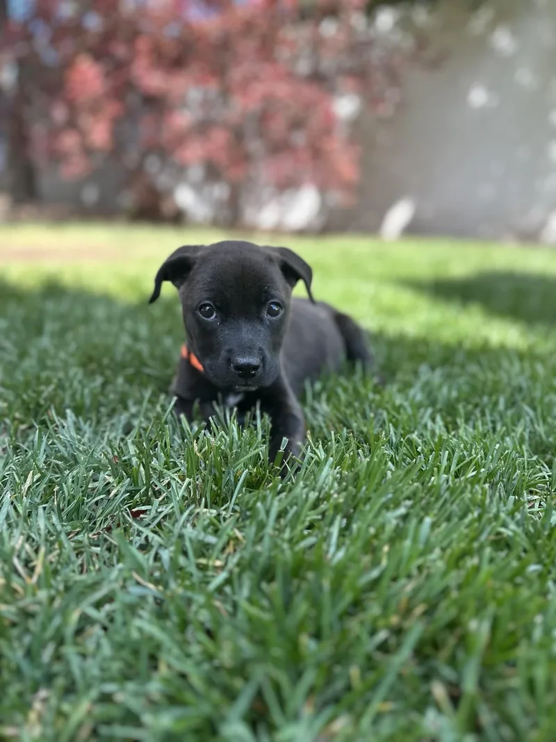 A baby medium-sized male Pit Bull Terrier dog named Orange Benny for adoption in Salt Lake City, UT