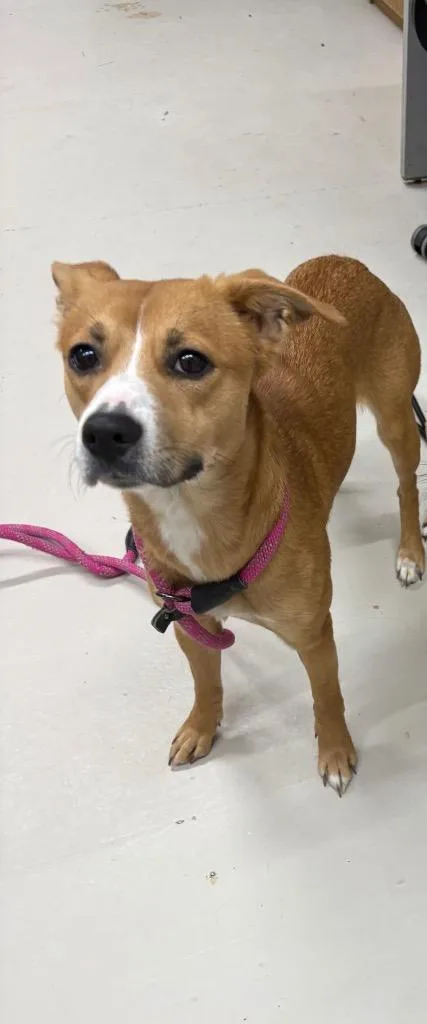 A young medium-sized female Hound dog named Mocha for adoption in Findlay, OH