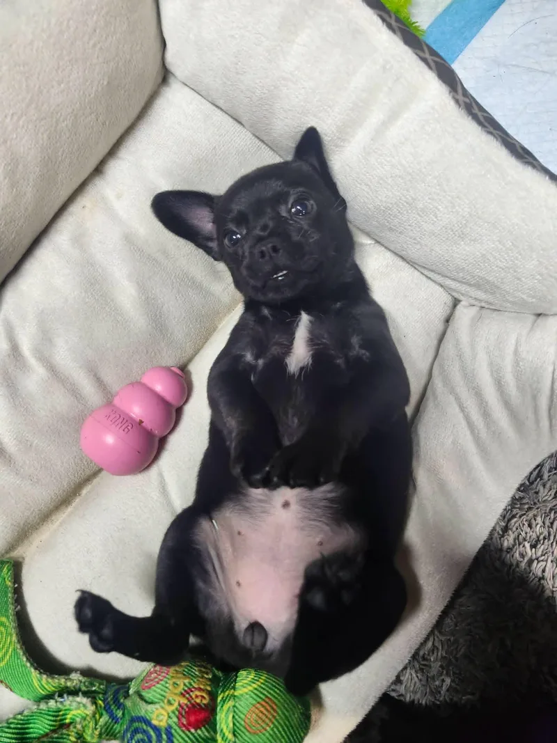 Piggly