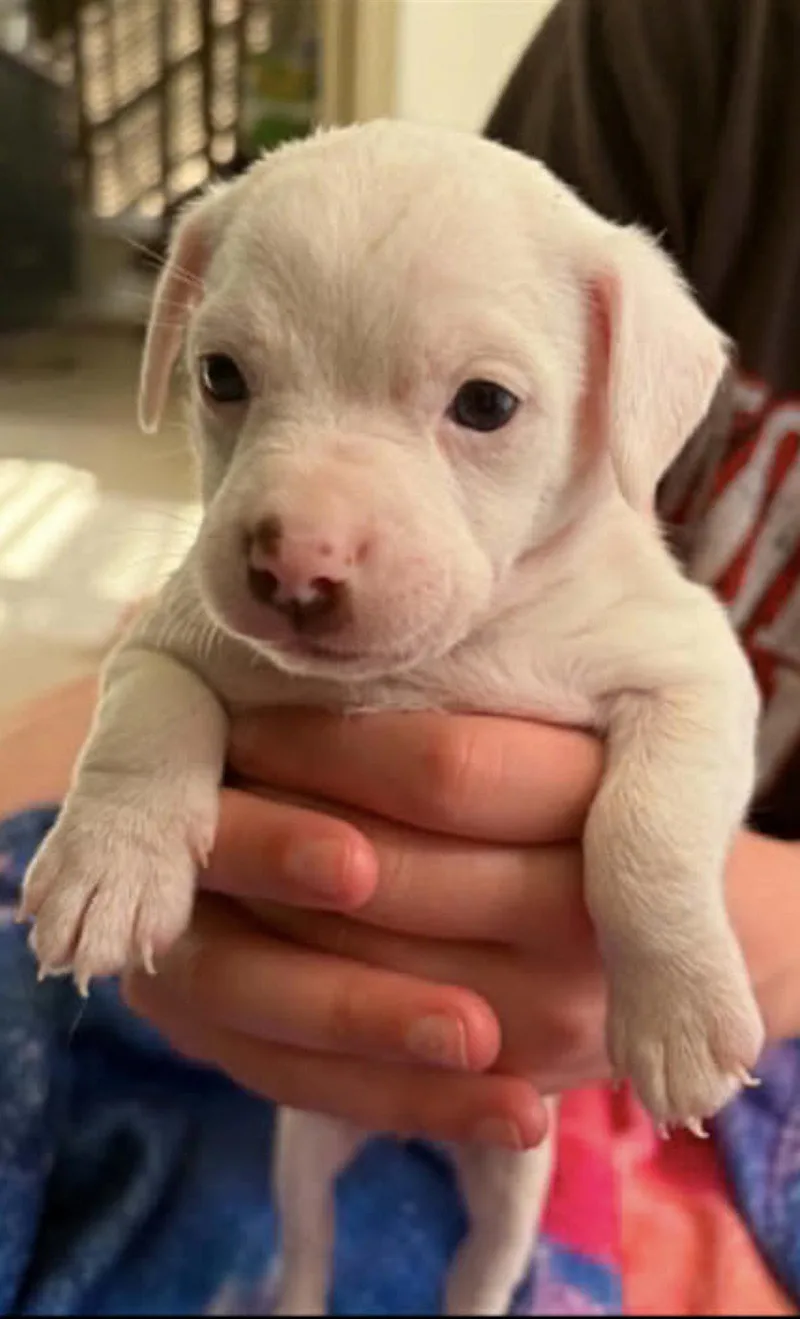 A baby medium-sized female American Bulldog dog named Zucchini "zukie" for adoption in Holly Springs, NC