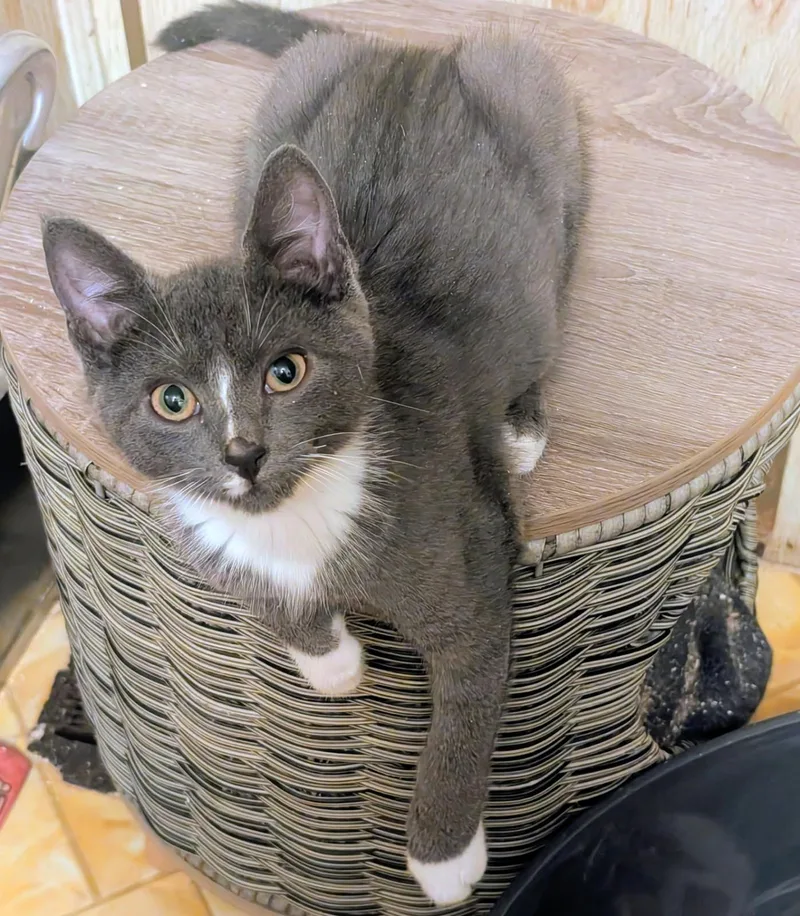 A baby medium-sized female Gray & White Tortoiseshell cat named Sebastion and Suzanne Sweeties for adoption in Newport, WA