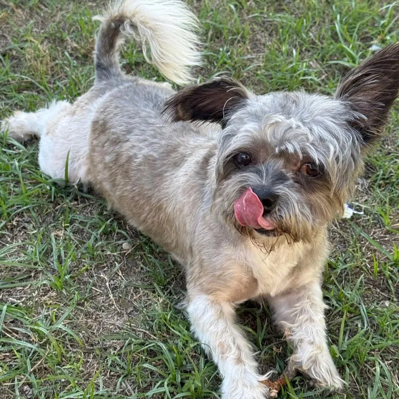An adult small-sized male Shih Tzu dog named Lenny for adoption in Bastrop, TX