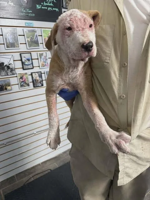 A young large-sized male Pit Bull Terrier dog named Scruggs for adoption in Newport, KY