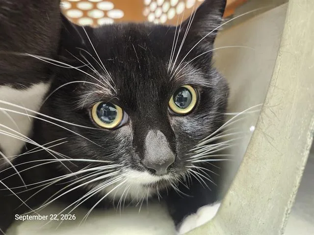 An adult large-sized male Domestic Short Hair cat named Milo for adoption in Santa Cruz, CA