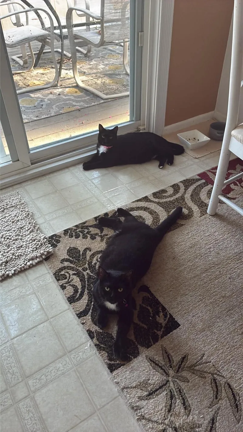 An adult medium-sized female Black & White / Tuxedo Tuxedo cat named Muffin & Maple for adoption in Brick, NJ