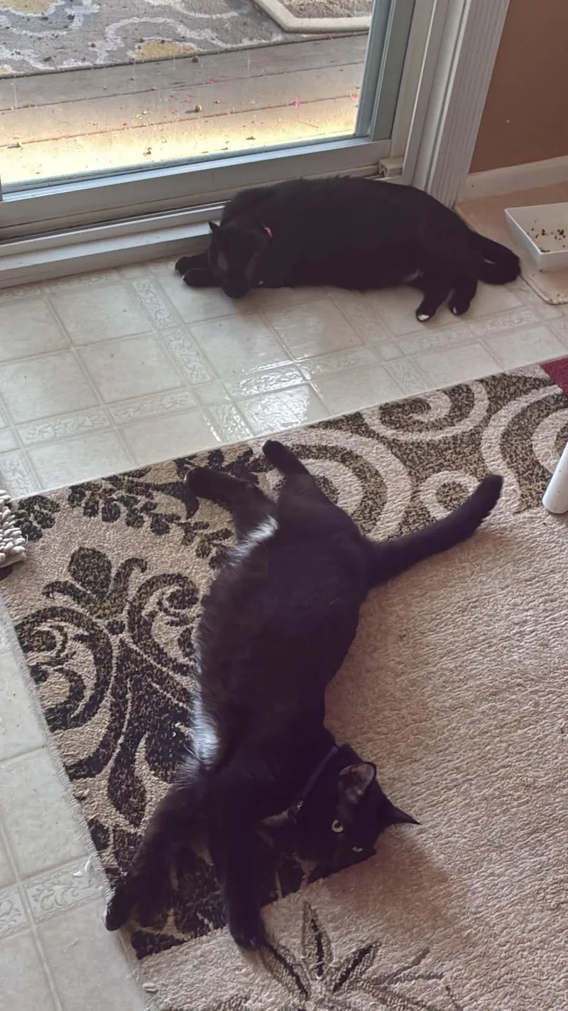 Muffin & Maple thumbnail 2