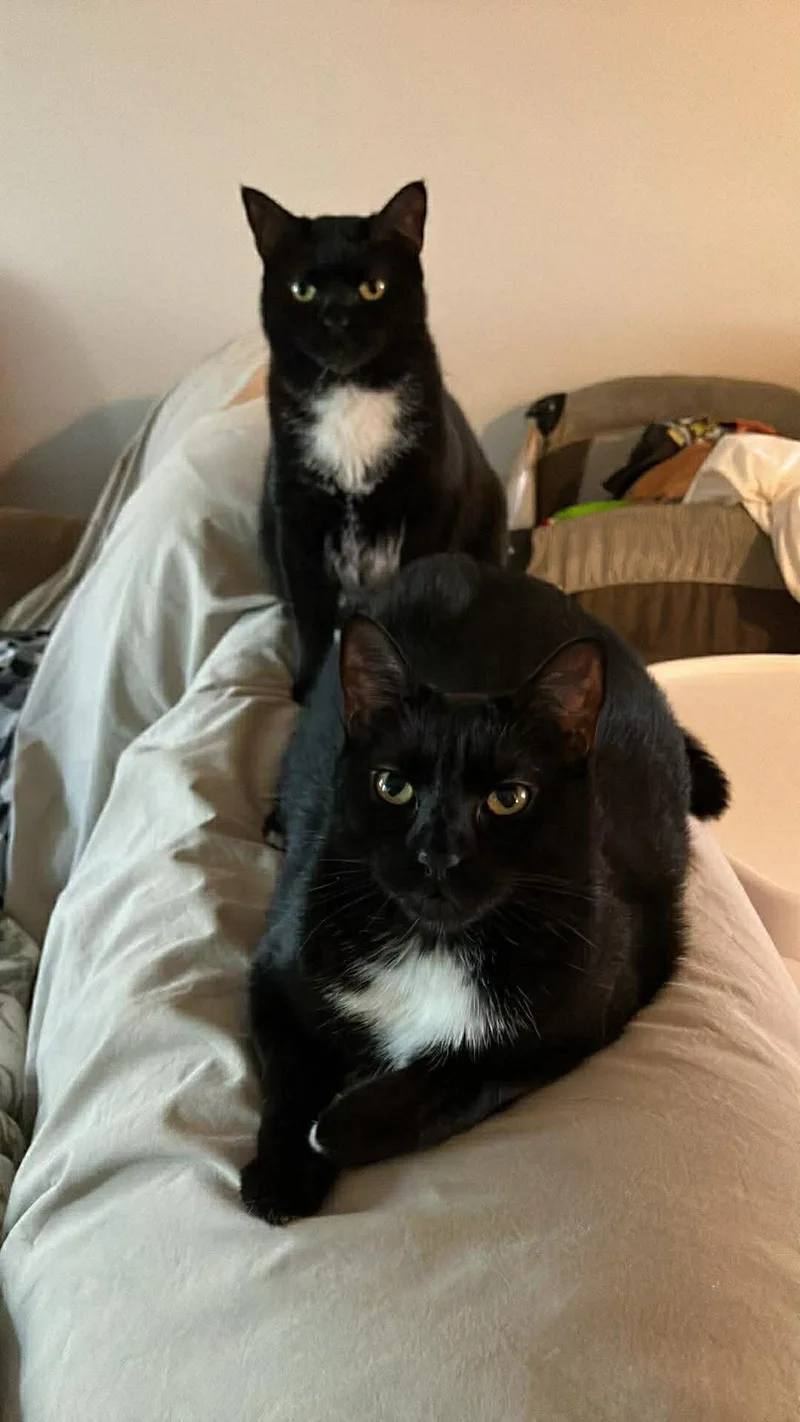 Muffin & Maple thumbnail 3