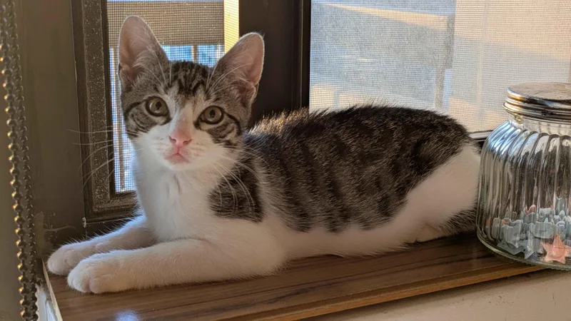 A baby small-sized male Tabby (Gray / Blue / Silver) Domestic Short Hair cat named Sparky for adoption in Weehawken, NJ