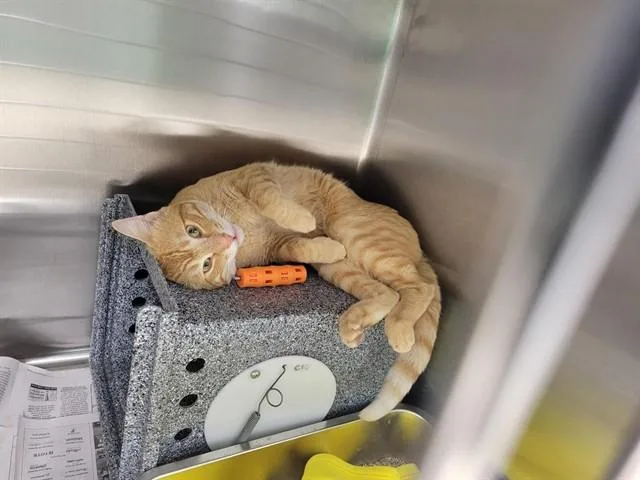A young small-sized male Domestic Medium Hair cat named Marshall for adoption in Fairbanks, AK