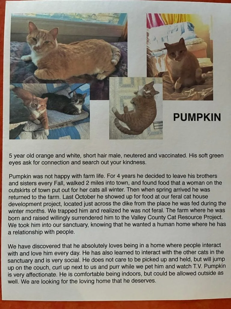 Pumpkin