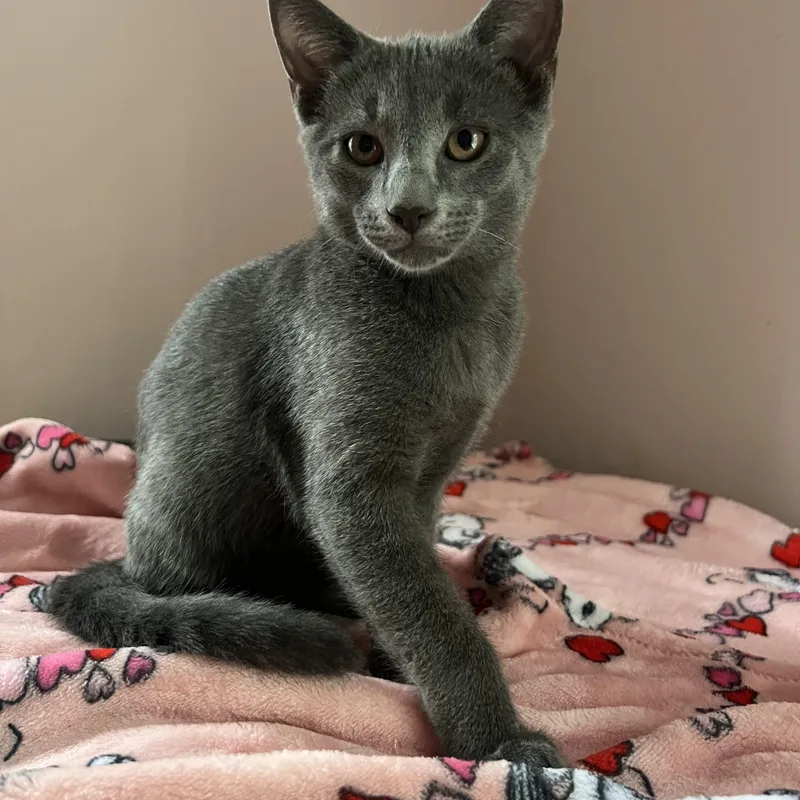 A baby medium-sized male Domestic Short Hair cat named Boo for adoption in Honeoye, NY