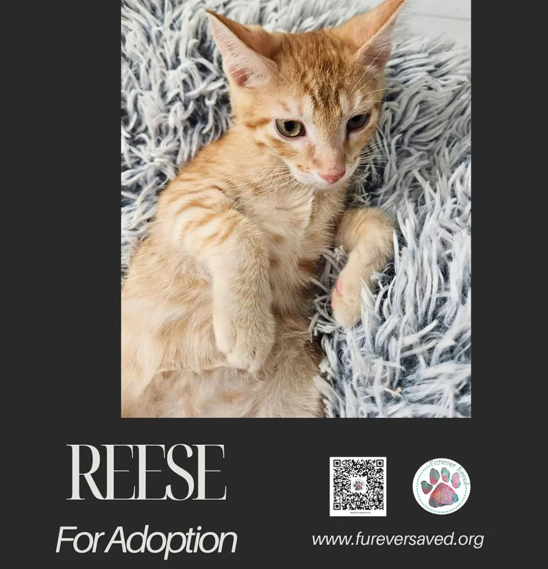 A baby small-sized female Tabby (Orange / Red) Domestic Short Hair cat named Reese for adoption in Miami, FL