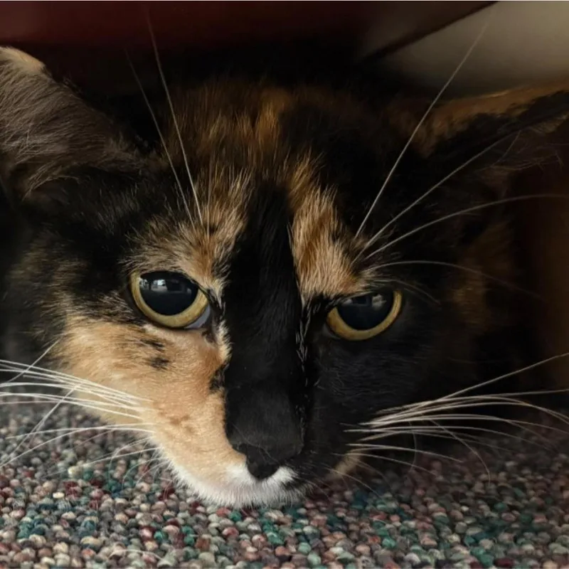 An adult medium-sized female Calico Domestic Short Hair cat named Anastasia for adoption in Hamburg, NY