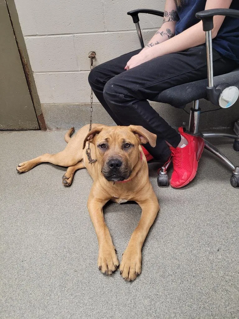 A young large-sized female Mastiff dog named Rapunzel for adoption in Hopkinsville, KY