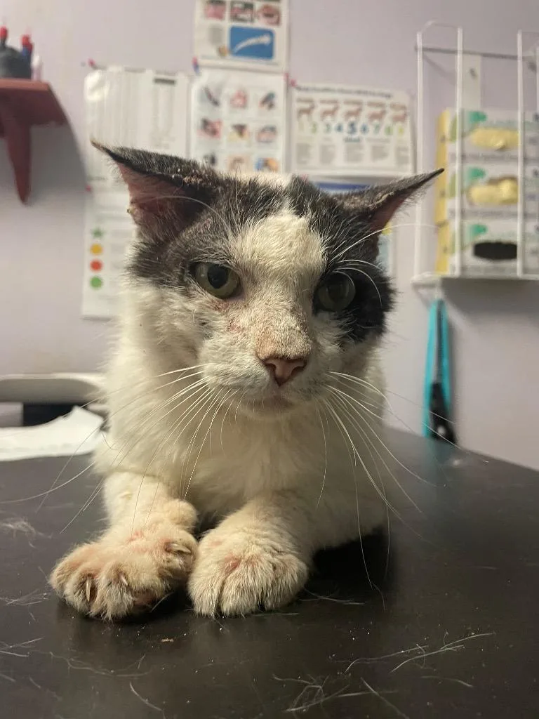 A young large-sized male Domestic Short Hair cat named Ace for adoption in New Braunfels, TX