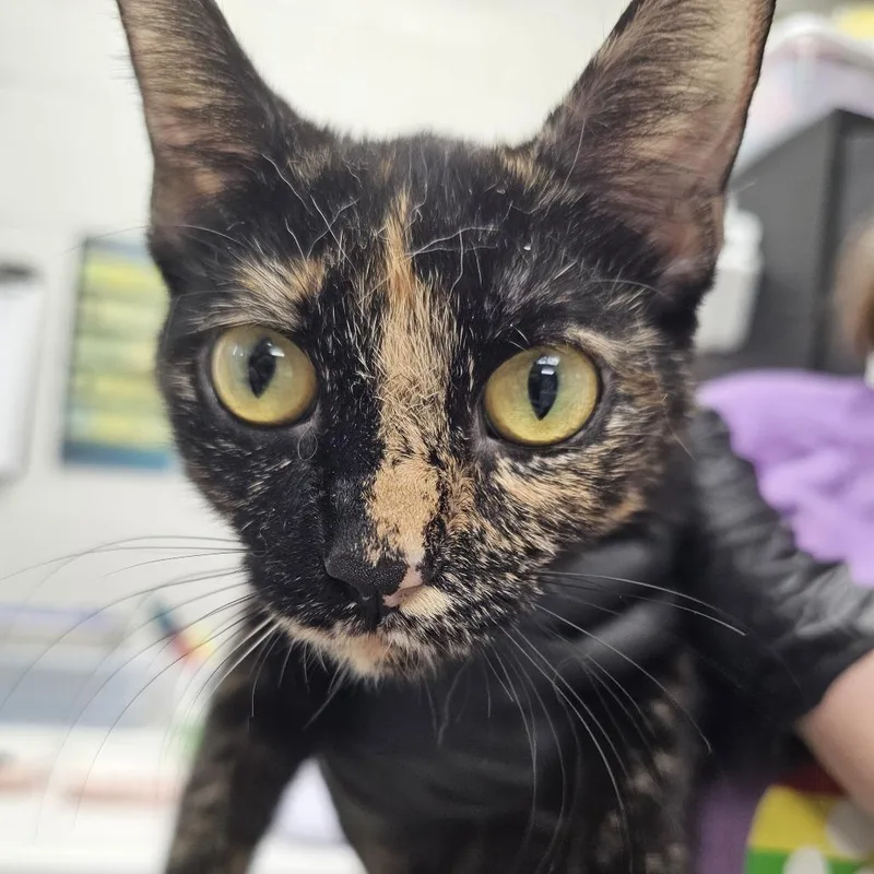 A young medium-sized female Tortoiseshell Domestic Short Hair cat named Monarch for adoption in Evansville, IN