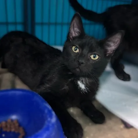 A baby small-sized female Black Domestic Short Hair cat named Conan for adoption in Davenport, IA