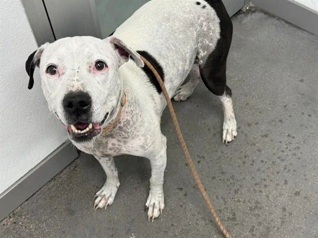An adult large-sized male Pit Bull Terrier dog named Fletcher for adoption in Mesa, AZ