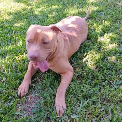 An adult medium-sized male American Staffordshire Terrier dog named Bubs for adoption in Houston, TX