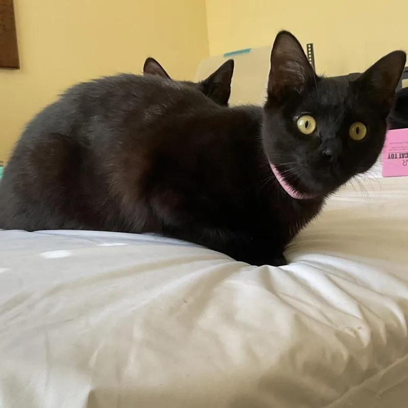 A young small-sized female Black Domestic Short Hair cat named Emma for adoption in Los Angeles, CA
