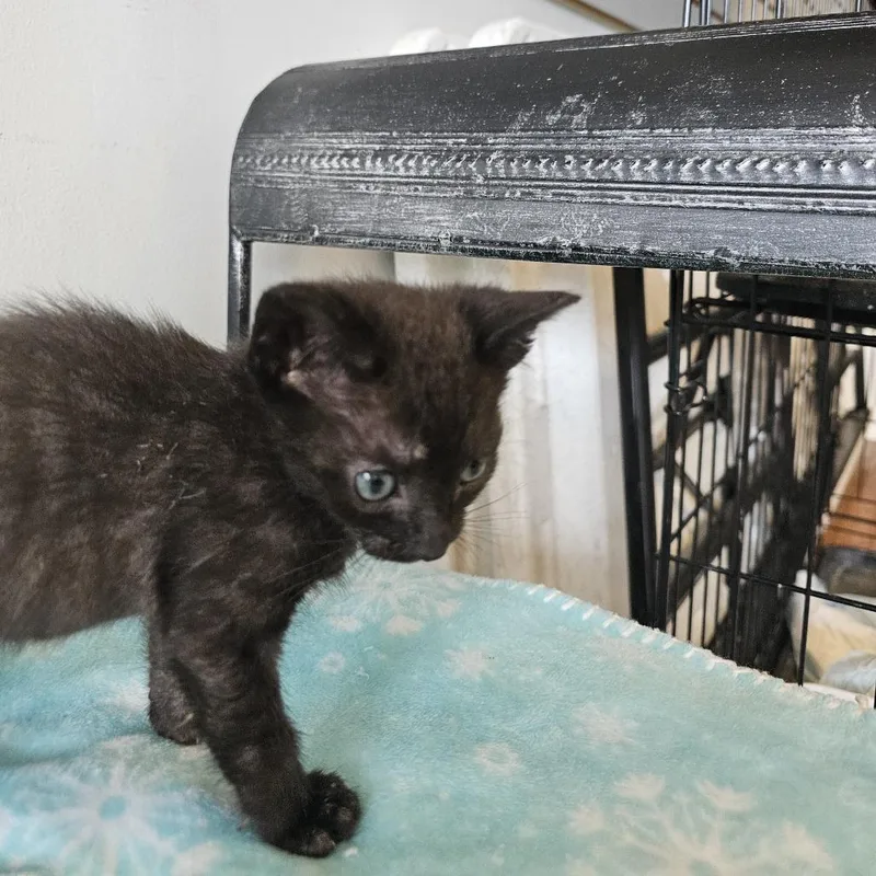 A baby small-sized male Black Domestic Short Hair cat named Orion for adoption in Little Rock, AR