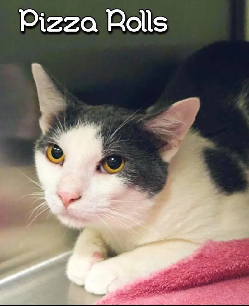 A baby small-sized male Domestic Short Hair cat named Pizza Roll for adoption in Blountville, TN