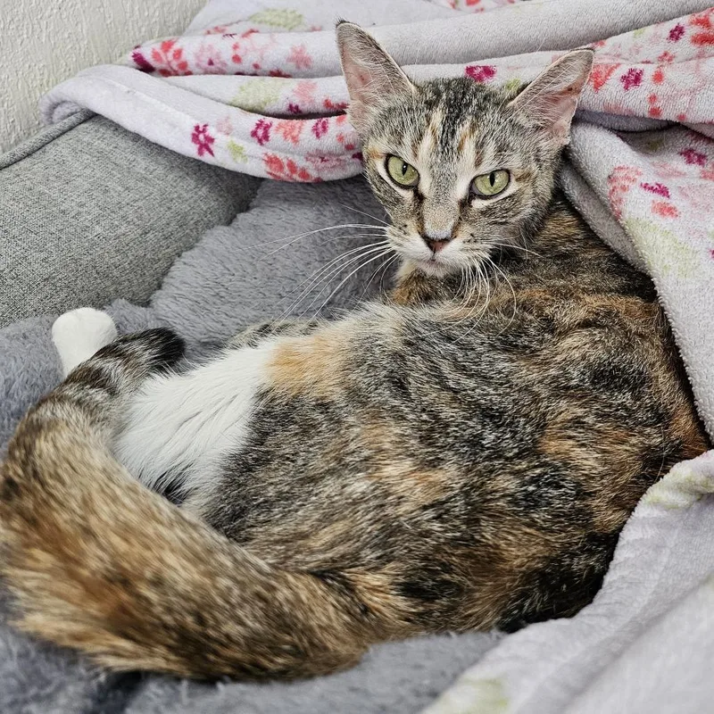 A senior medium-sized female Calico Domestic Short Hair cat named Kallie for adoption in Monroe, MI