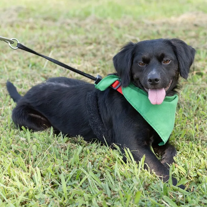 A young small-sized male Black Cocker Spaniel dog named Gomer Pyle for adoption in Evansville, IN