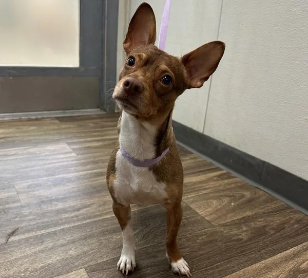 An adult small-sized male Chihuahua dog named Miamor for adoption in San Diego, CA