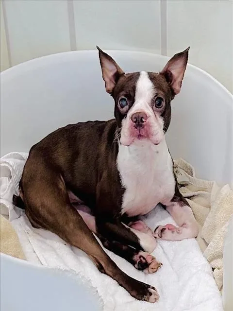 An adult small-sized female Boston Terrier dog named Bop for adoption in Derwood, MD